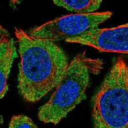 PRR12 Antibody, Novus Biologicals 0.1mL; Unlabeled:Antibodies, Polyclonal